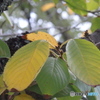 Green To Yellow