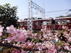 マルーンカラーと河津桜