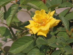 Bright Yellow