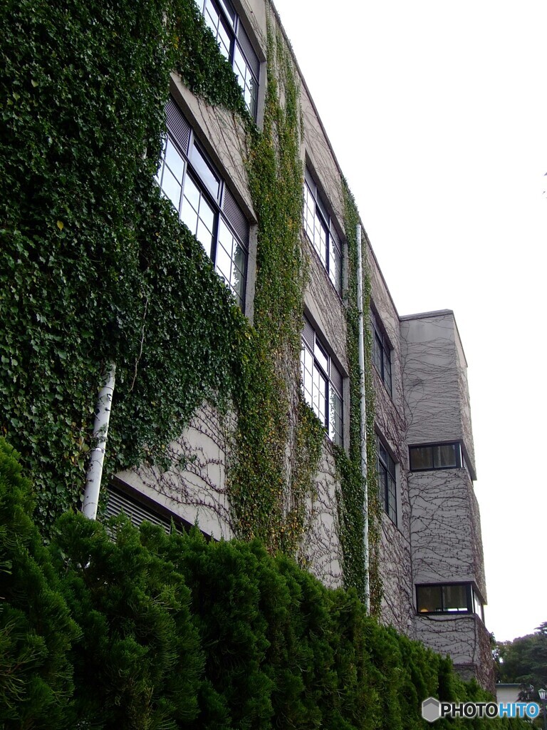 ivy building