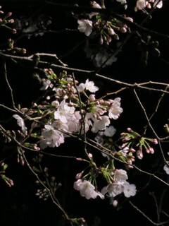 夜桜
