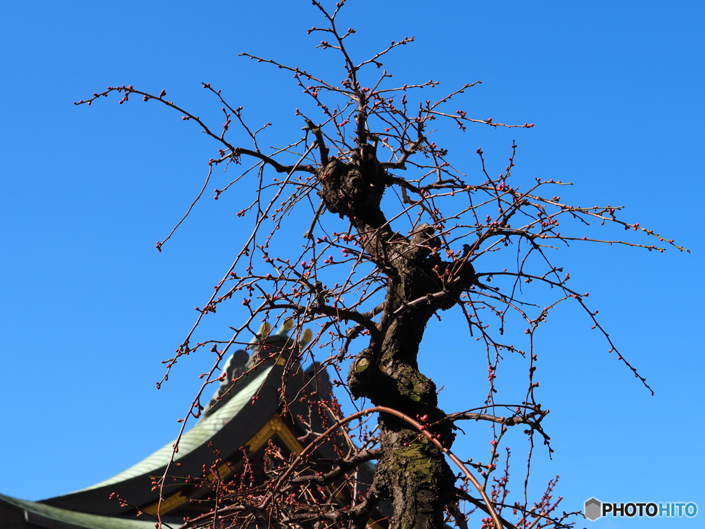 青空と紅梅の蕾