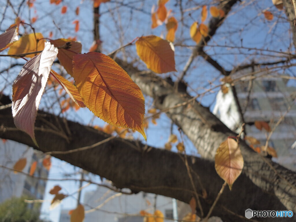 桜紅葉と冬の青空