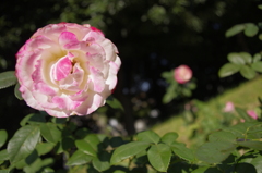 Autumn Rose