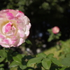 Autumn Rose