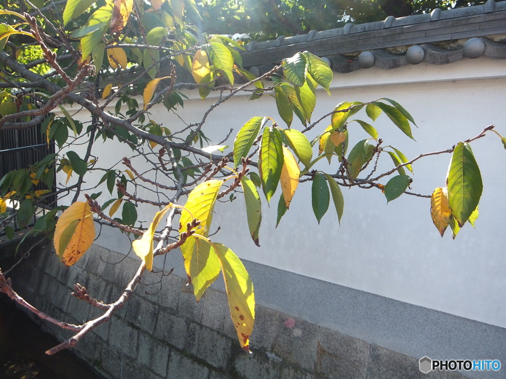 光る桜の葉と白壁