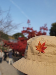 紅葉の帽子