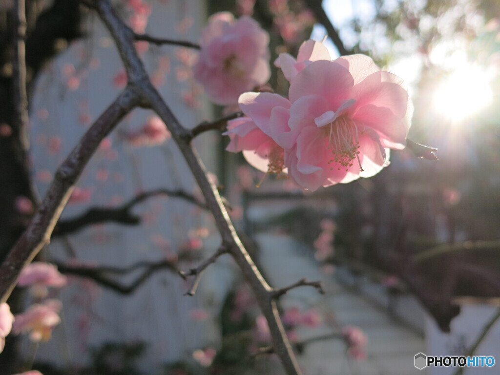 朝日と枝垂れ梅