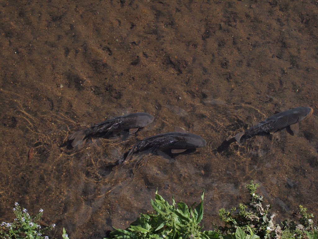 Carp Trio