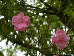 夾竹桃の花