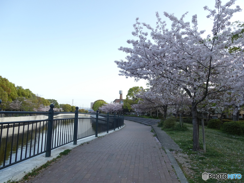 朝散歩　桜並木を　満喫す
