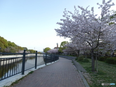 朝散歩　桜並木を　満喫す