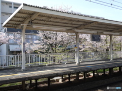 むこのそうの桜