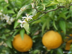レモンの花