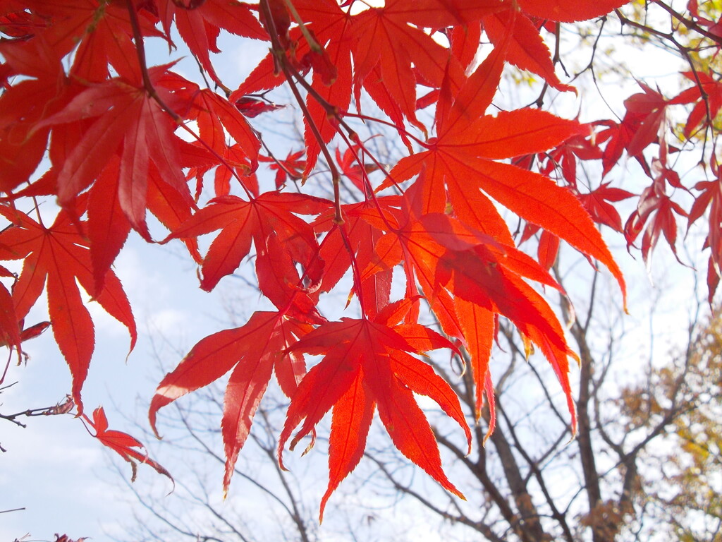 冬のもみじ２