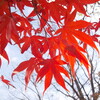冬のもみじ２