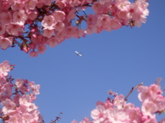 桜の中を飛ぶ