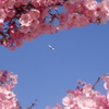桜の中を飛ぶ
