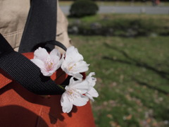 新緑と桜リュック
