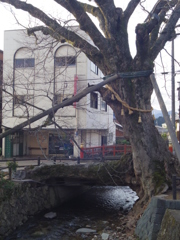 木の根橋と生命力