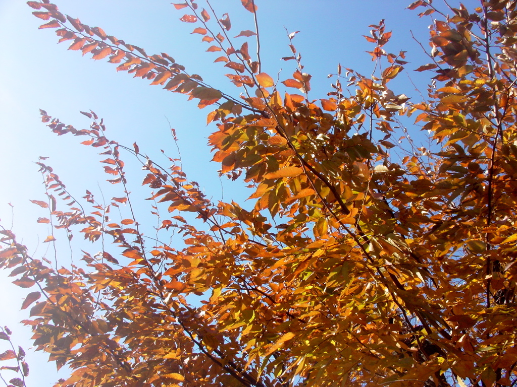 紅葉と青空 edited by SILKYPIX