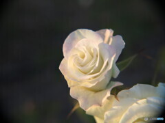 white rose