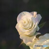 white rose