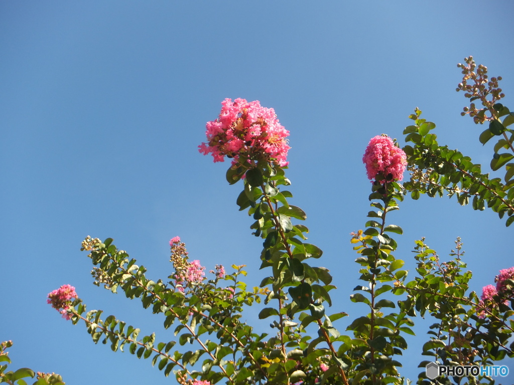 百日紅（さるすべり）と青空