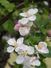 りんごの花