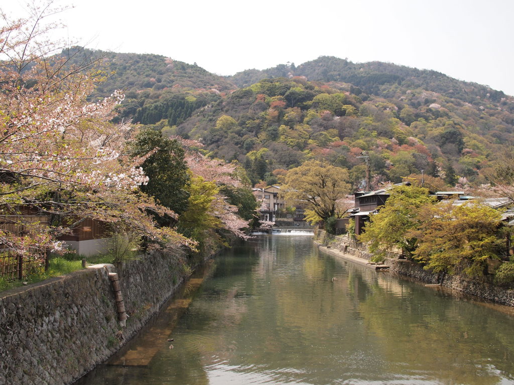 嵐山の山桜