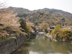 嵐山の山桜
