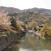嵐山の山桜