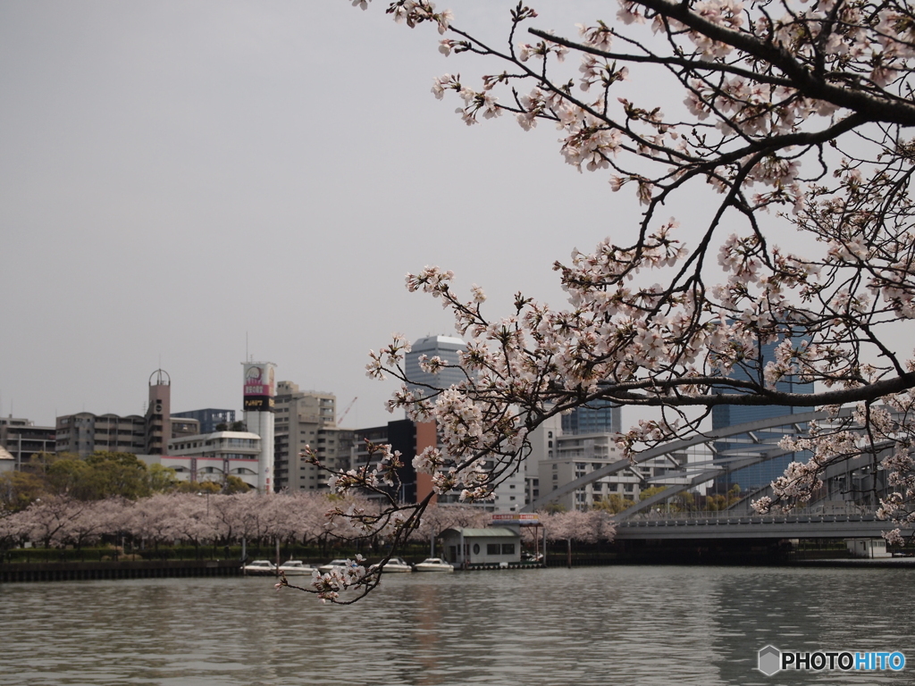 銀橋と桜