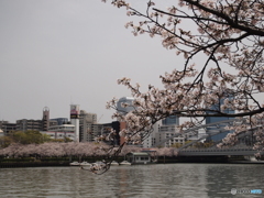 銀橋と桜