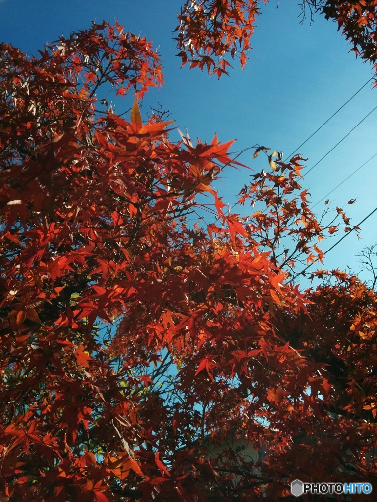 紅葉と青空