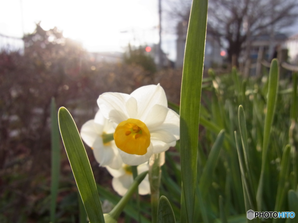 夕方の水仙