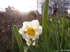 夕方の水仙