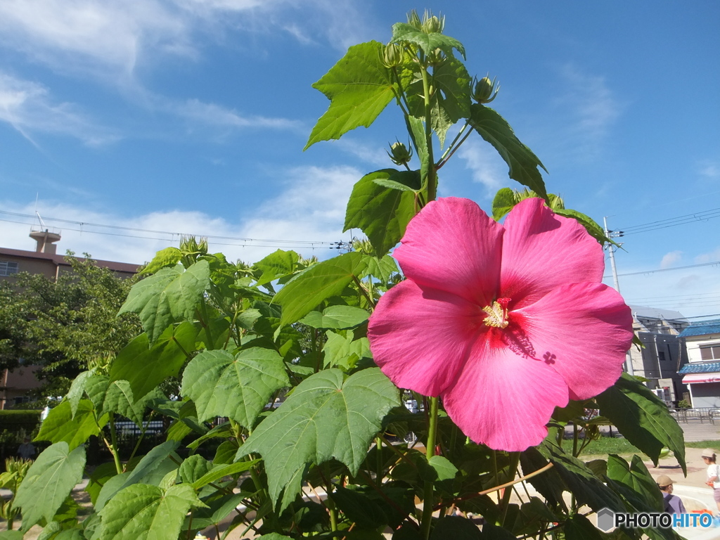 フヨウの花