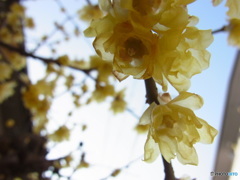 青空に透ける蝋梅