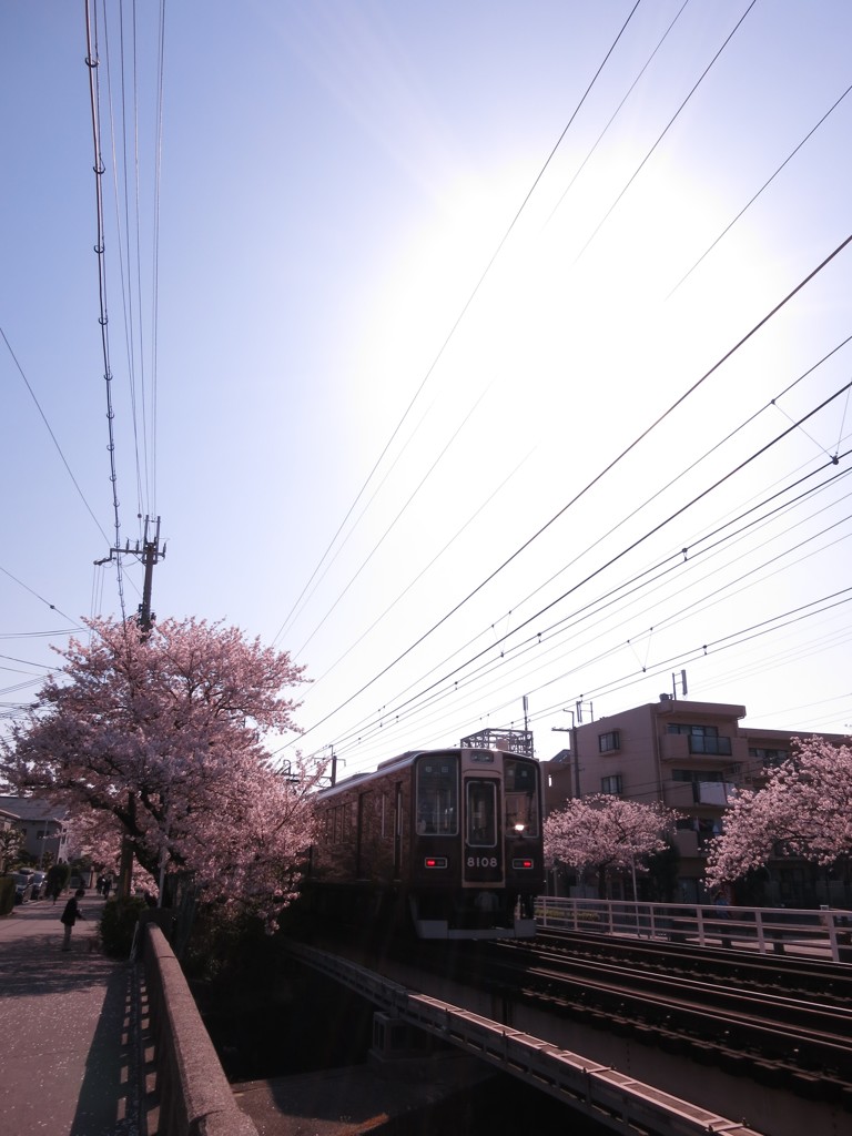 桜とあずき色の電車