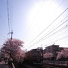 桜とあずき色の電車