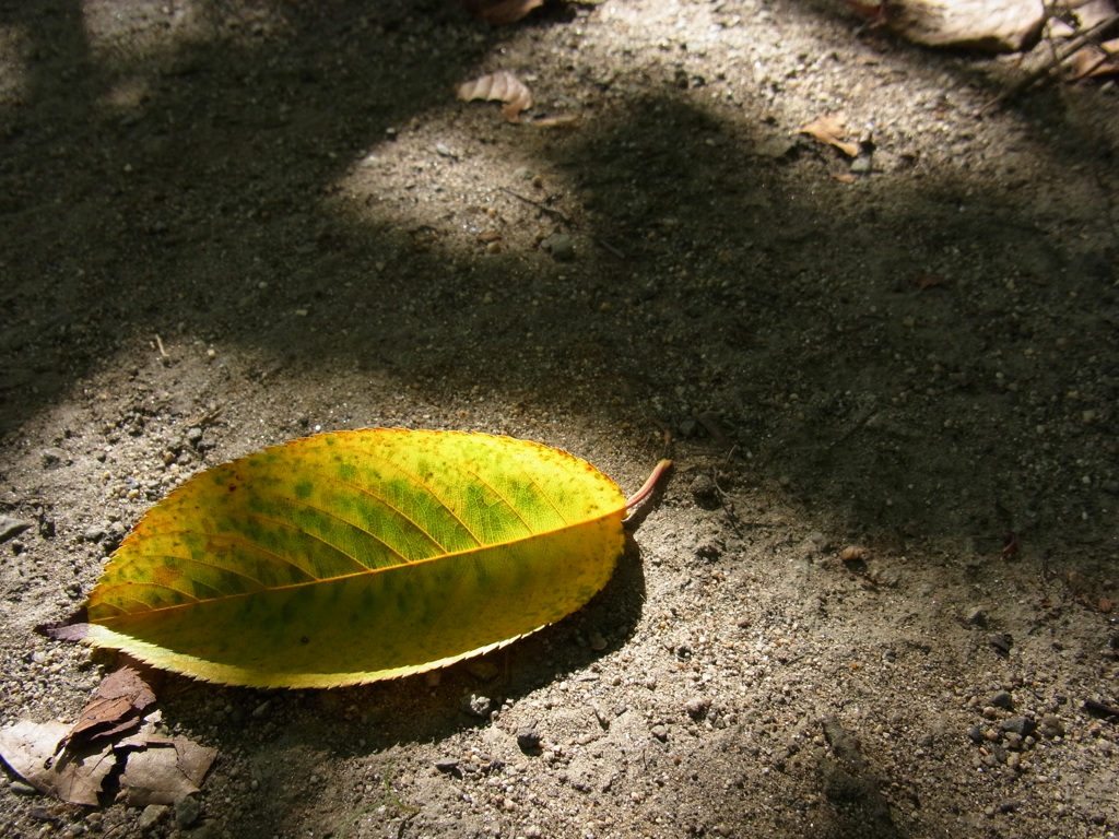 Yellow Leaf