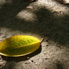 Yellow Leaf