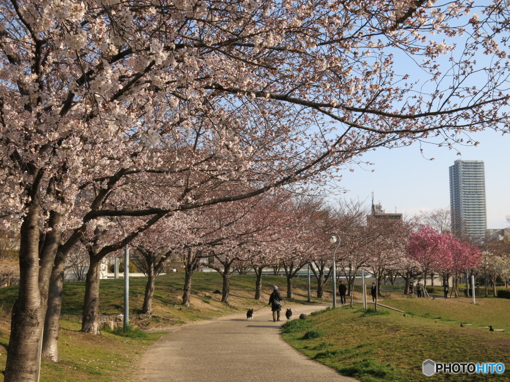 公園の桜