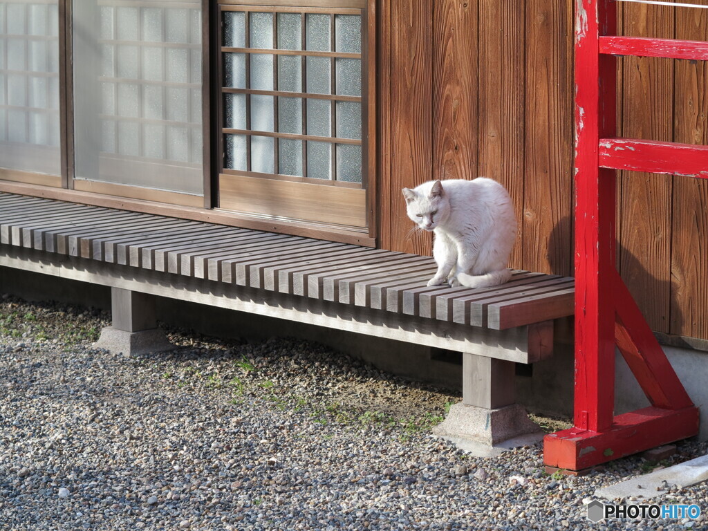 神社の白猫