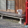 神社の白猫