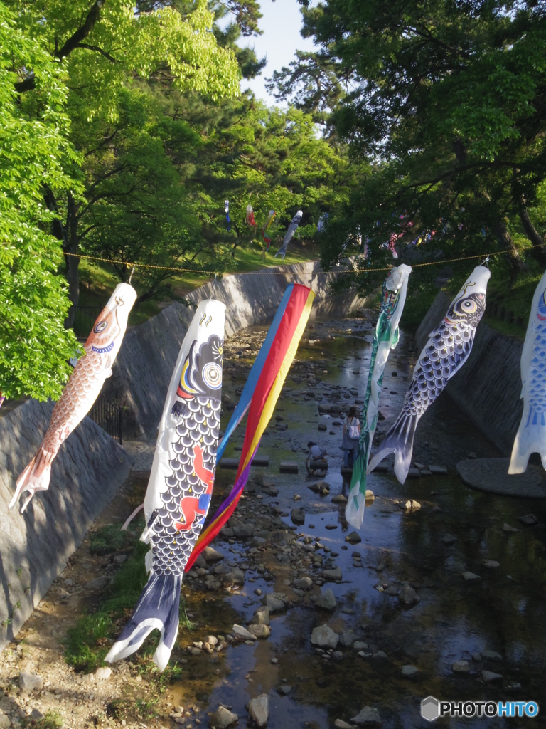 夙川の鯉のぼり