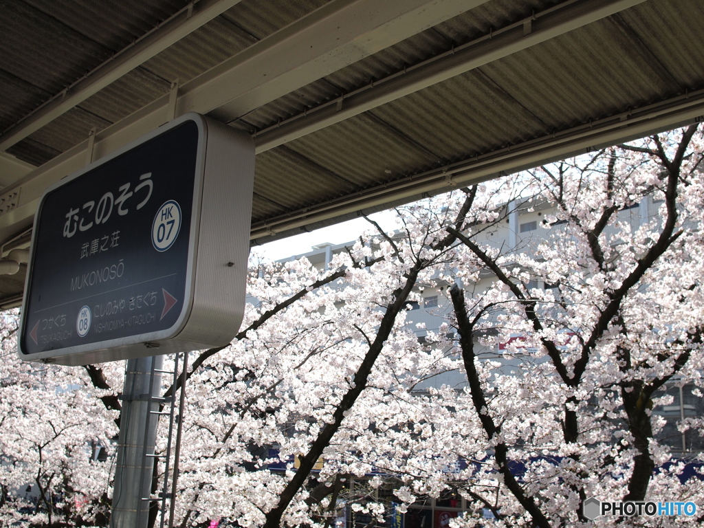 むこのそうの桜