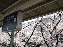 むこのそうの桜