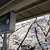 むこのそうの桜